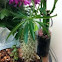 Madagascar palm