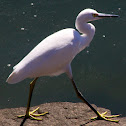 Snowy Egret