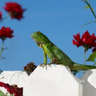 green iguana