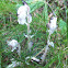 Indian pipe