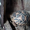 Indian Star Tortoise