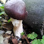 Wine-cap Stropharia