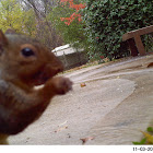 Gray Squirrel