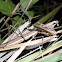 Mantis