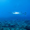 Great Barracuda