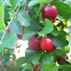 Spicy Cherry Sauce