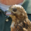Red-shouldered Hawk