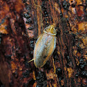 Beautiful Ellipsidion