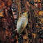 Beautiful Ellipsidion