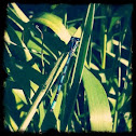 Northern Bluet
