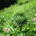 Thistle
