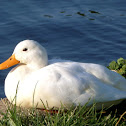 Pekin duck