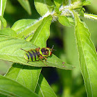 Soldier Fly