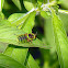 Soldier Fly