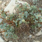 fringed rue