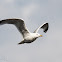 Ring-billed Gull