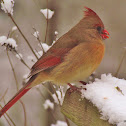 Northern Cardinal