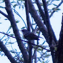 Yellow-rumped Warbler