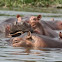 Hippopotamus