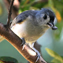 Tufted Titmouse