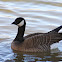 Cackling Goose