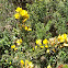Common Gorse