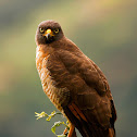 Roadside hawk