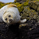 Foca grigia (gray seal) ?