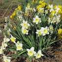 Daffodils