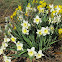Daffodils