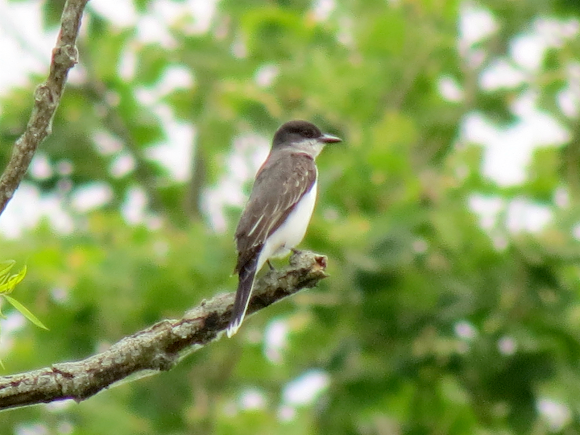 Spotting Image 1