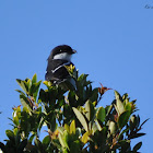 Fiscal Shrike