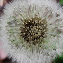 Dandelion seeding