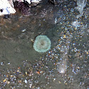 Sea Urchin