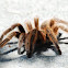 Chilean rose tarantula