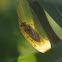 Willow Sawfly