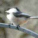 Blacke-capped Chickadee