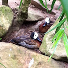 White faced whistling duck