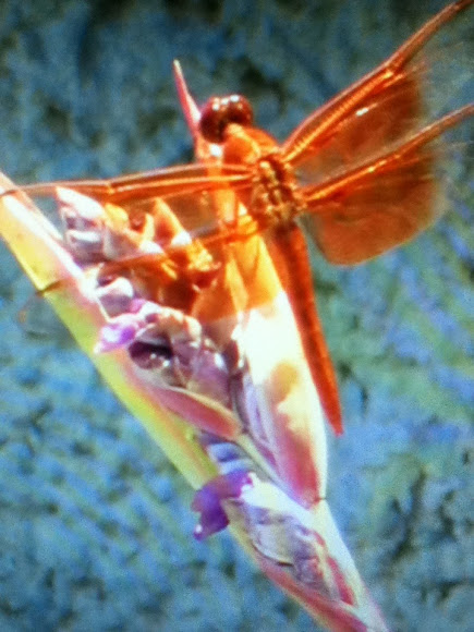 Spotting Image 1