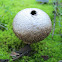 Lycoperdon