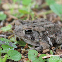 Fowler's Toad