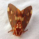 Regal Moth