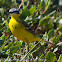 Blue-headed Yellow Wagtail;