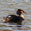 Great crested grebe