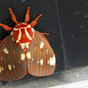 Royal Walnut Moth