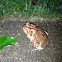 Fowler's Toad