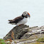 Puffin