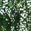 Spiraea