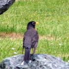 n.american Robin