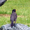 n.american Robin